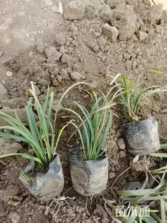 高度10厘米兰花三七草