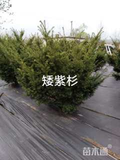 高度180厘米矮紫杉