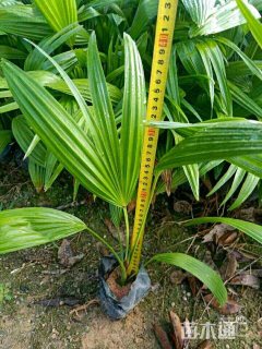 裸干高25厘米蒲葵