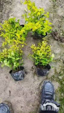 高度20厘米六道木