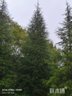 高度600厘米雪松