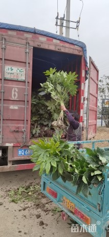 八角金盘毛球