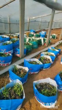 高度20厘米吉祥草