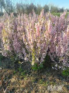 高度100厘米珍珠梅