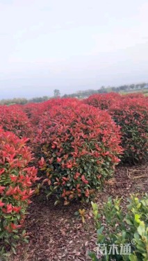 冠幅100厘米红叶石楠球