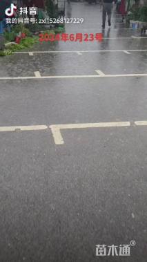 高度5厘米小叶蚊母