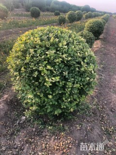 冠幅150厘米金叶女贞球