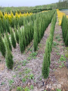 高度100厘米蓝剑柏