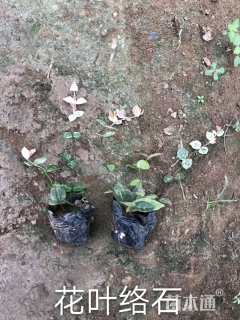 主蔓长15厘米花叶络石