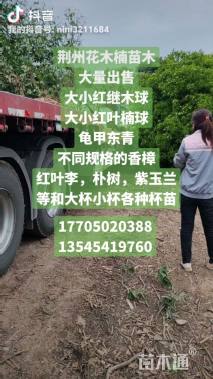 冠幅120厘米金禾女贞球