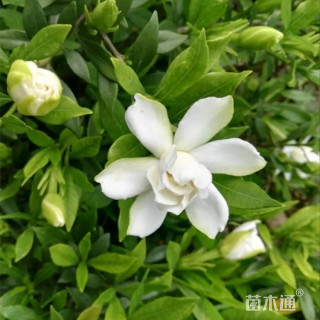 高度60厘米小叶栀子