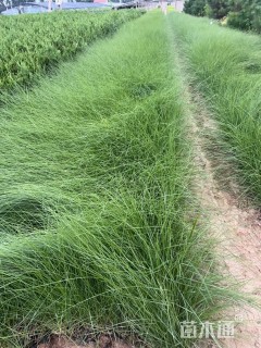 高度10厘米粉黛乱子草