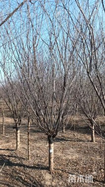 10公分骨里红梅