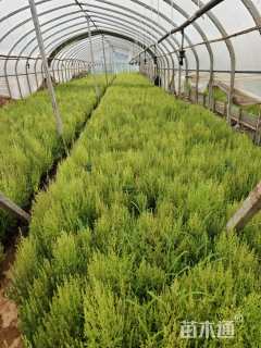 高度40厘米地肤