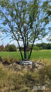 15公分(5杆)丛生朴树