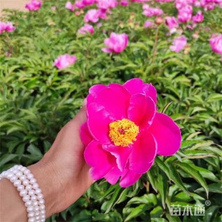 高度50厘米芍药