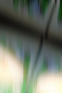 勿忘草种子勿忘草种子