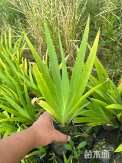 高度30厘米德国鸢尾