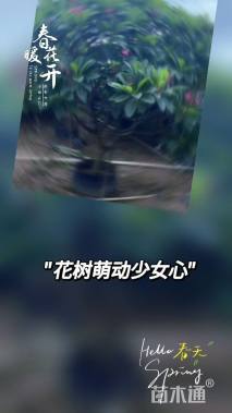 15公分红花鸡蛋花