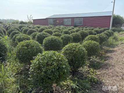 冠幅80厘米无刺枸骨球