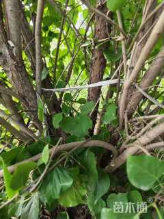 高度250厘米丛生丁香