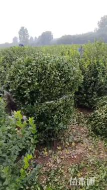 冠幅200厘米卫矛球