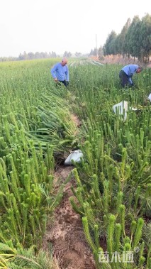 高度50厘米黑松小苗