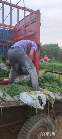 高度50厘米黑松小苗