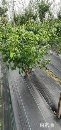 高度150厘米蜡梅