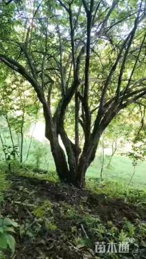 高度3000厘米五彩锦带