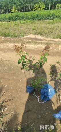 高度60厘米木绣球