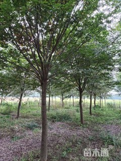 原生苗榉树
