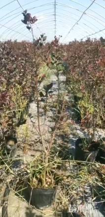 高度50厘米天鹅绒紫薇