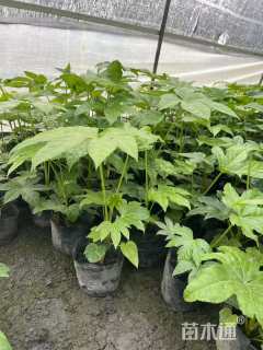 高度25厘米八角金盘