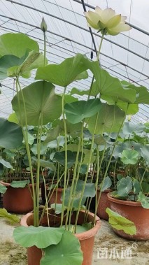 高度50厘米荷花