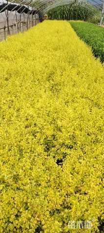 小杯苗亮晶女贞小苗