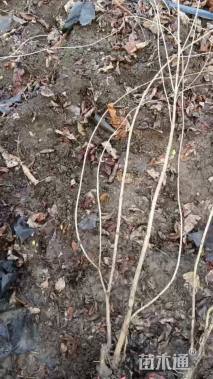 高度80厘米红王子锦带