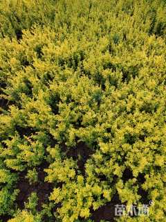 高度30厘米亮晶女贞小苗