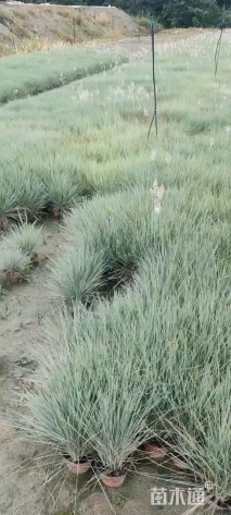 高度20厘米糖蜜草