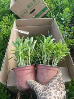 高度10厘米三七景天