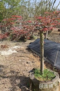 高度1.3厘米羽毛枫