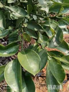 高度200厘米柑橘