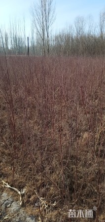 高度50厘米柽柳