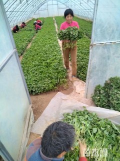 高度30厘米番薯小苗