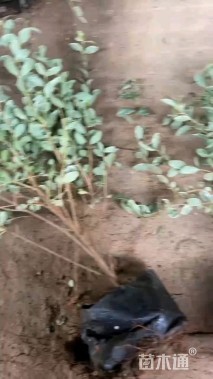 高度40厘米银姬小蜡