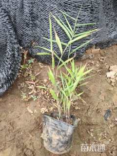 高度30厘米凌风草