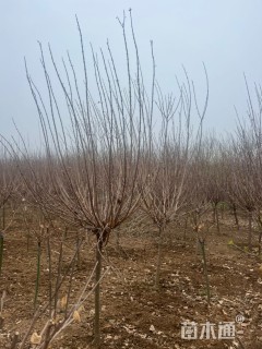 高度290厘米蜡梅