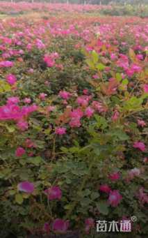 高度40厘米仙境月季