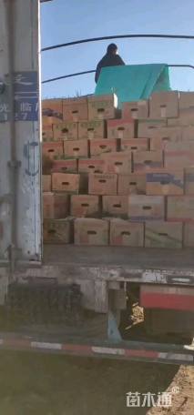 高度20厘米薰衣草