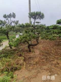 高度90厘米侧柏